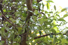 Helicanthes elastica